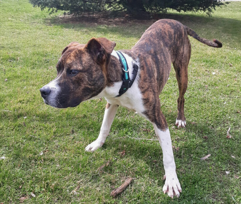 Available Dogs Northern Chautauqua Canine Rescue