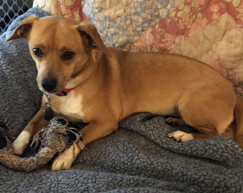 Available Dogs Northern Chautauqua Canine Rescue