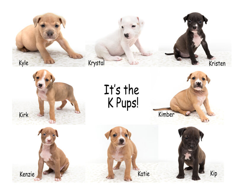 “K” Pups-Adopted!