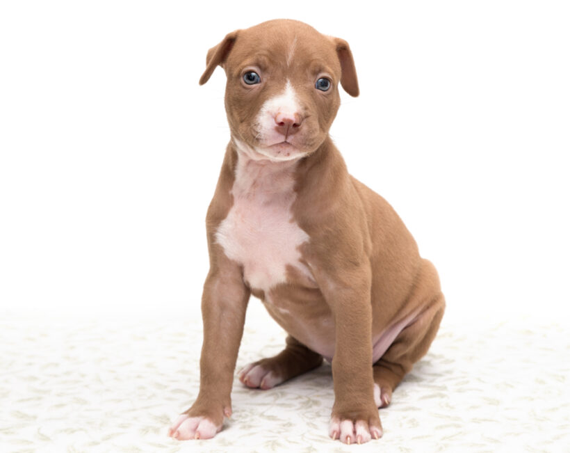 “K” Pups-Adopted!