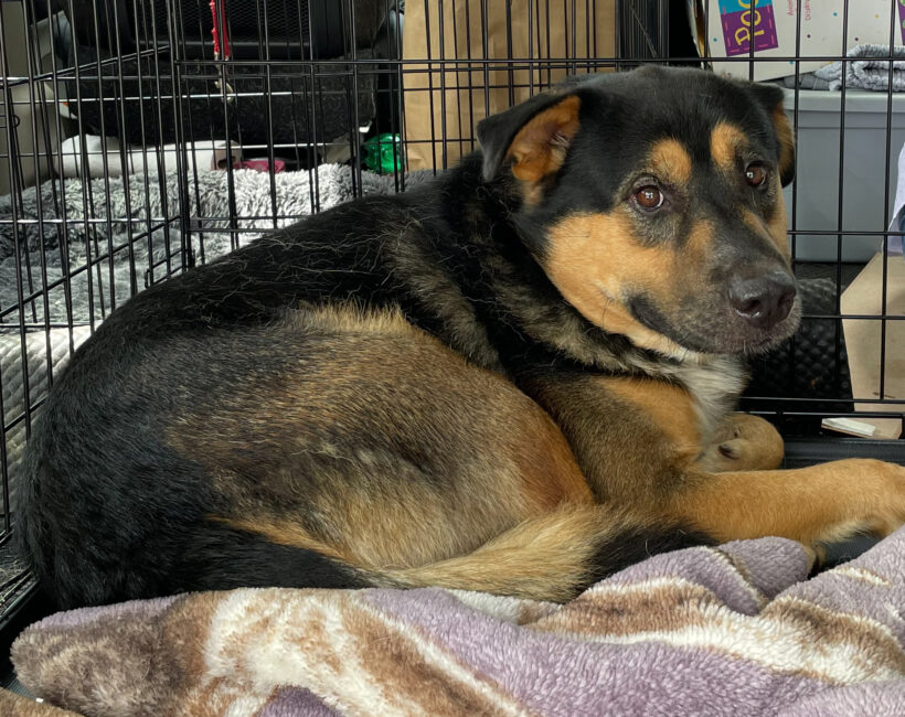 Ernie-Adopted!