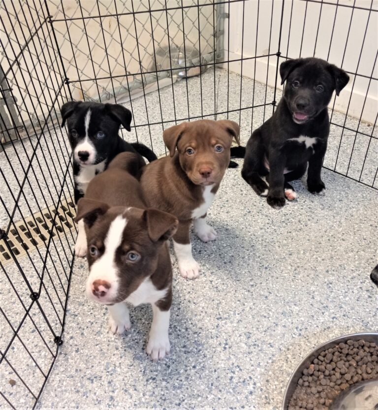 Available Dogs Northern Chautauqua Canine Rescue