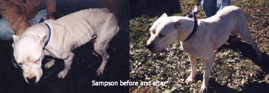 Sampson: A Lasting Legacy