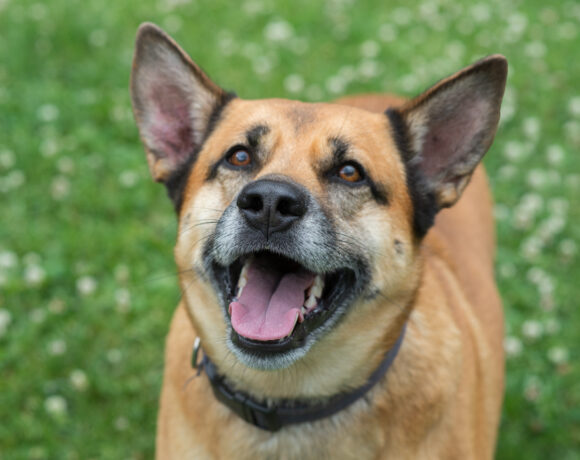 Mister Zeke – Adopted!