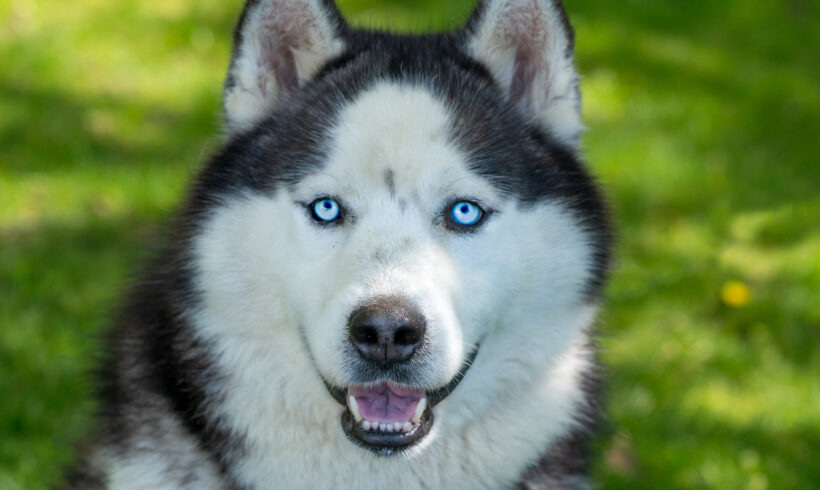 Brutus-Adopted!
