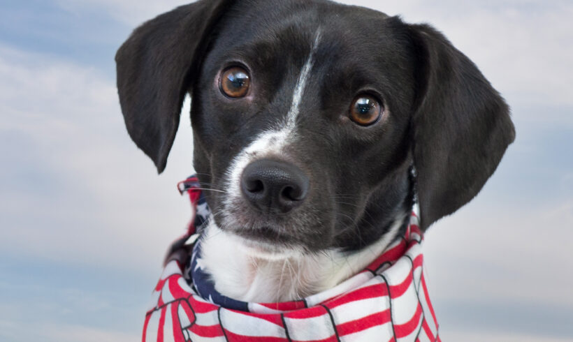 Cooper-Adopted!