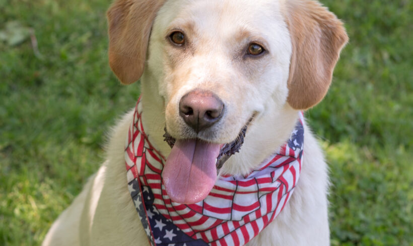 Daisy – Adopted!