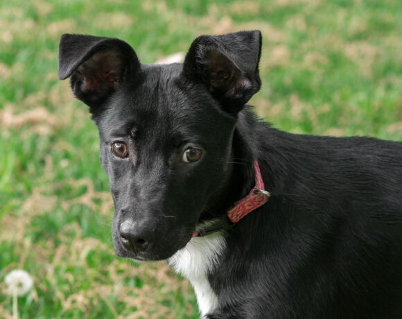 Ebony-Adopted!