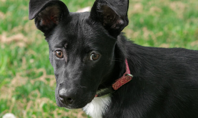 Ebony-Adopted!