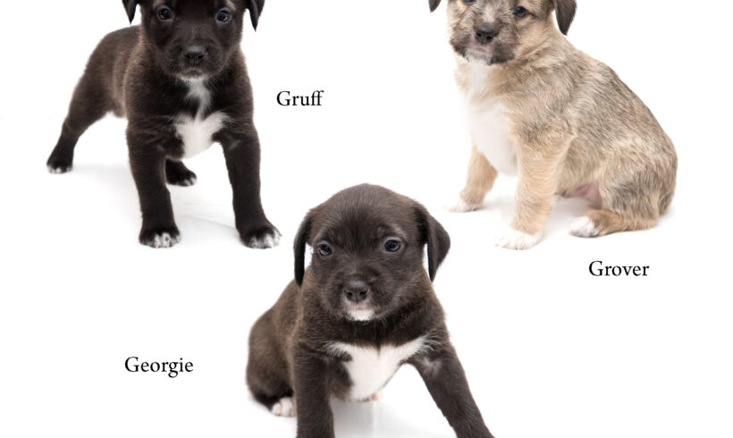 “G” Puppies- Adopted