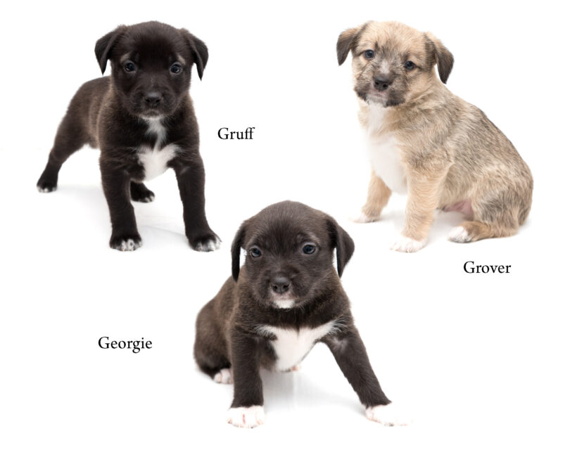 “G” Puppies- Adopted