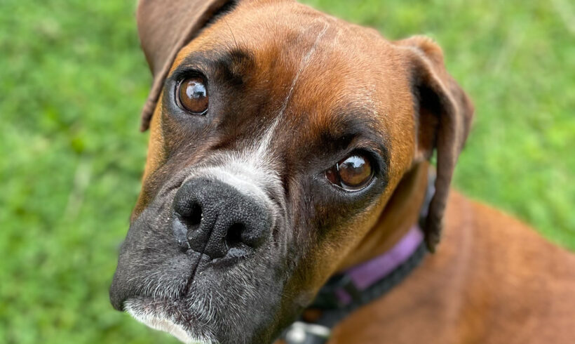 Hazel-Adopted!