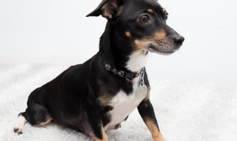 Hera-Adopted!