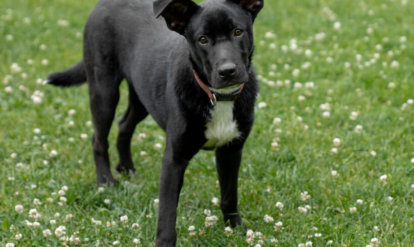 Onyx – Adopted!