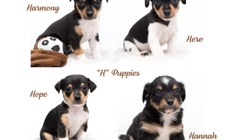 “H” Puppies-Adopted!