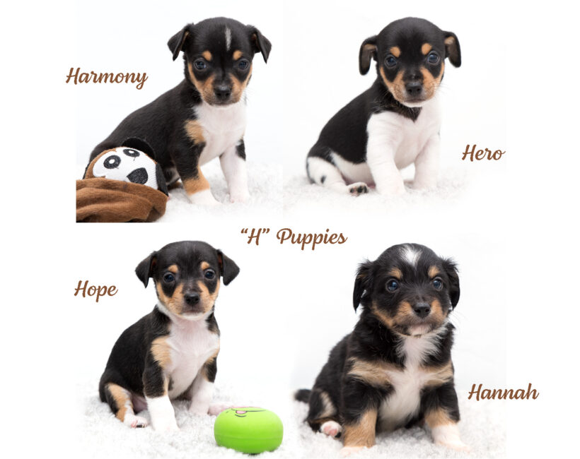 “H” Puppies-Adopted!