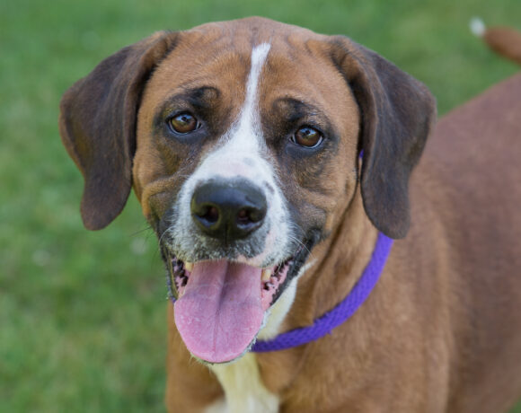 Bentley – Adopted!