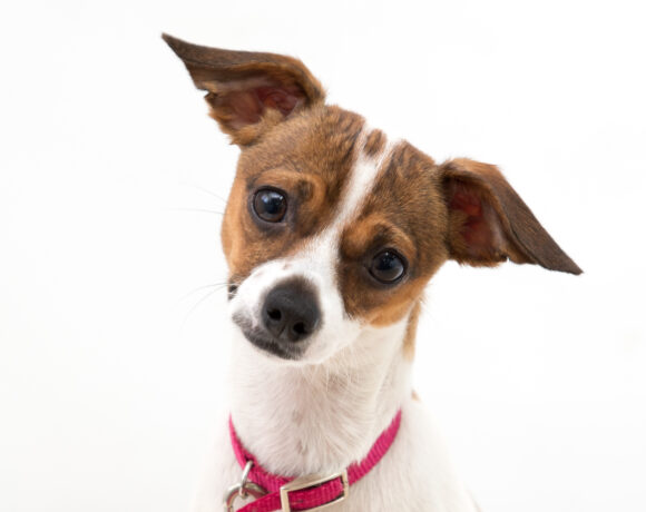 Brittany – Adopted!