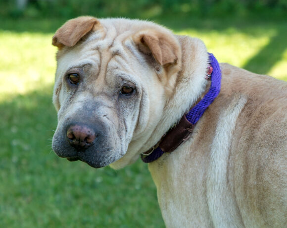 Charlotte – Adopted!