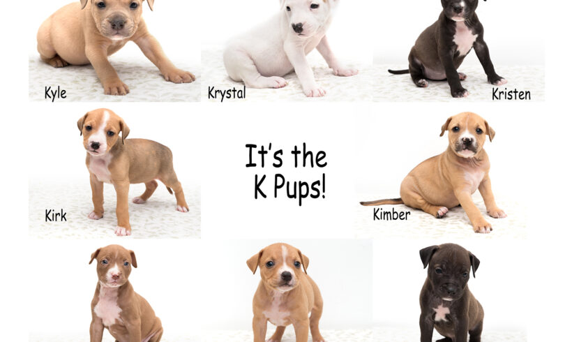 “K” Pups-Adopted!