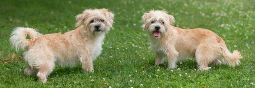Lester and Linus-Adopted!