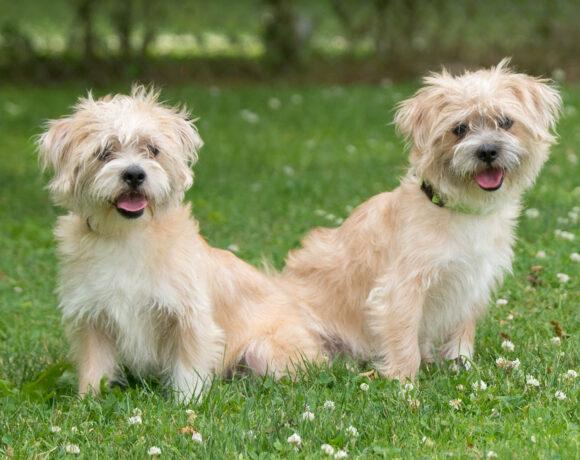 Lester and Linus-Adopted!