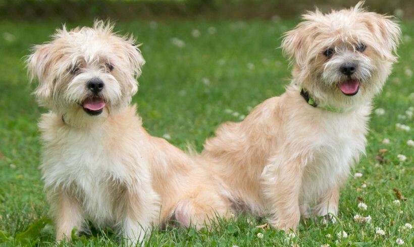 Lester and Linus-Adopted!
