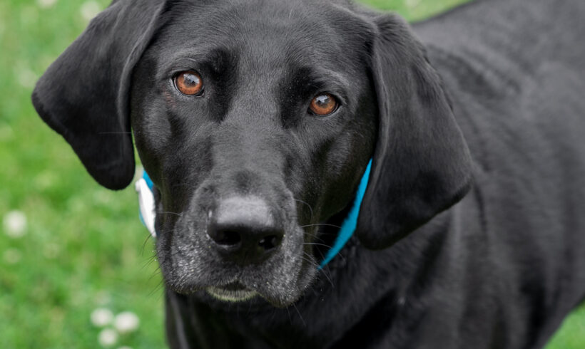 Nelson-Adopted!