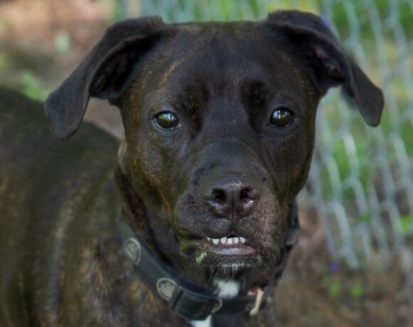 Peter Parker – Adopted!