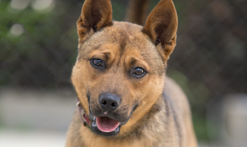 Sonny-Adopted!