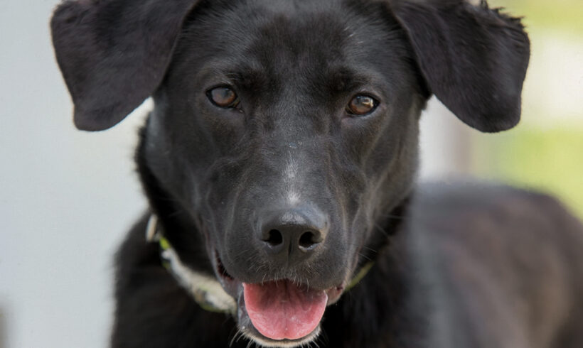 Sophie-Adopted!