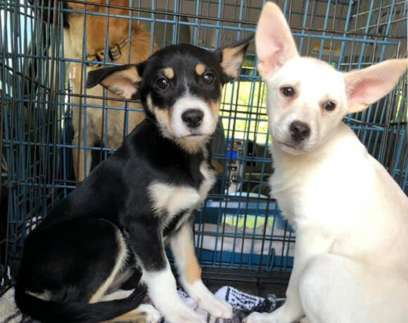 Jayden and Josie – Adopted