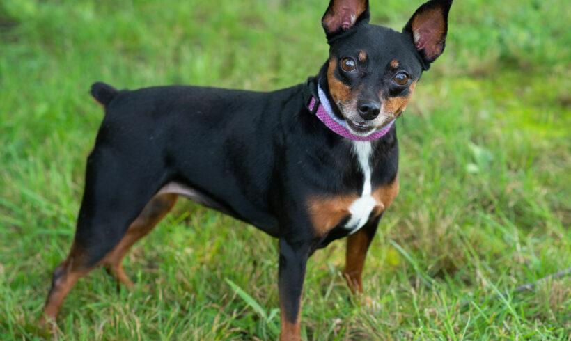 Charcoal-Adopted!