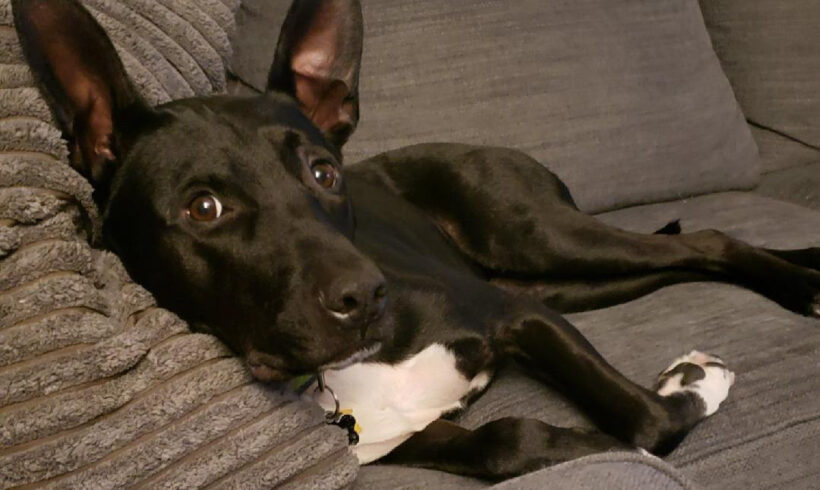 Cooper-Adopted!