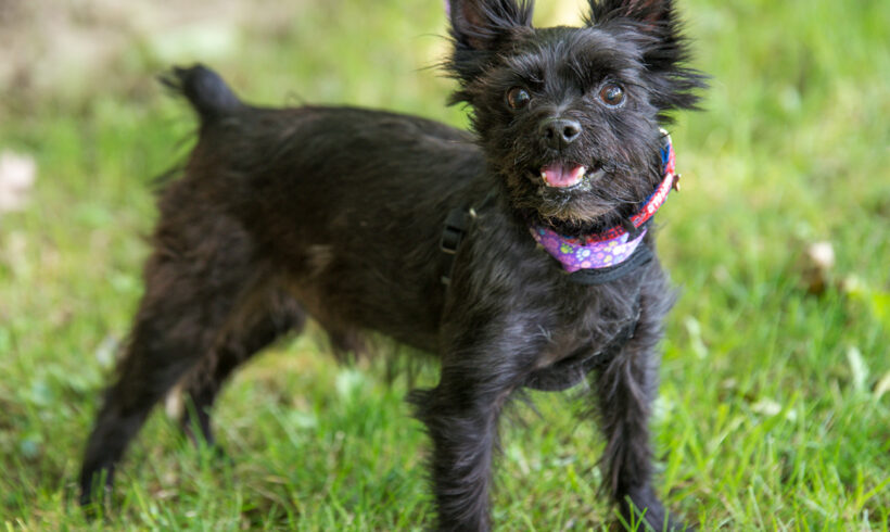 Eli-Adopted!