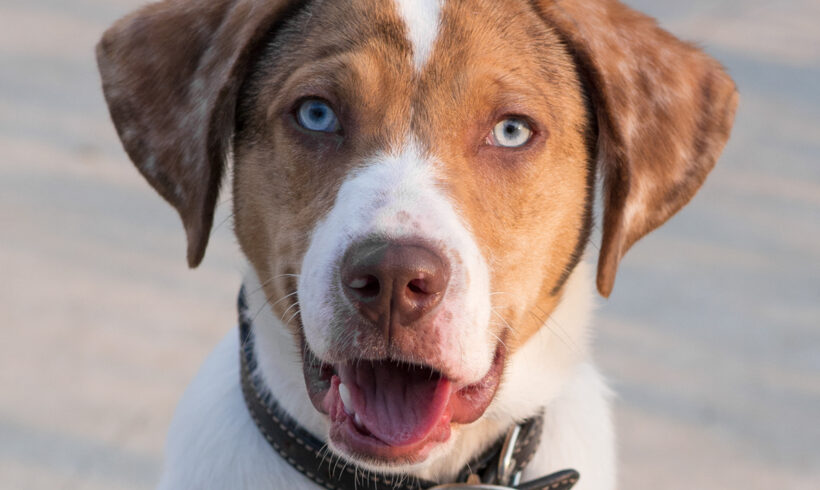 Harley-Adopted!