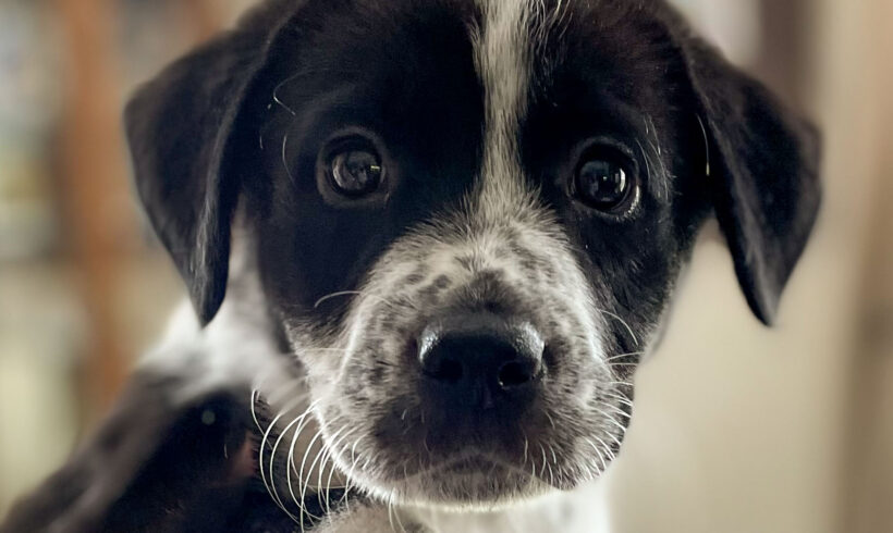 Ivy-Adopted