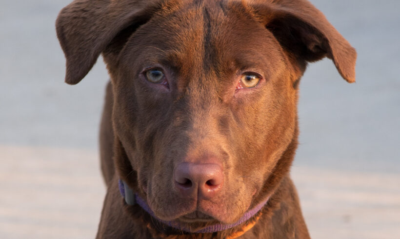 Lady-Adopted!