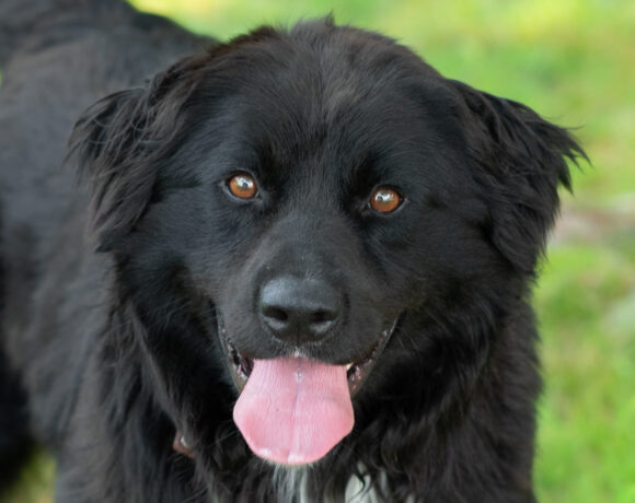 L’il Bear-Adopted!