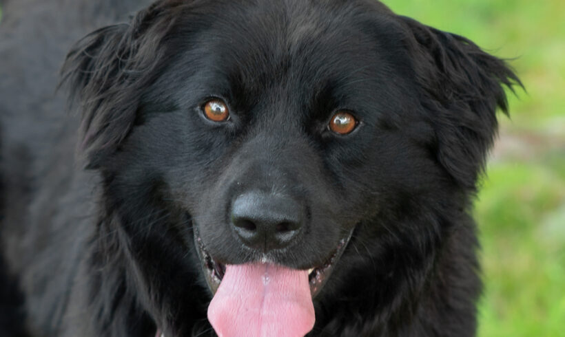 L’il Bear-Adopted!