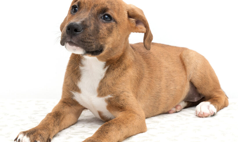 Marne-Adopted!