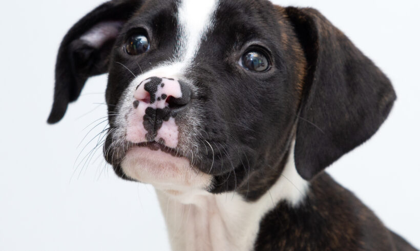 Meri-Adopted!