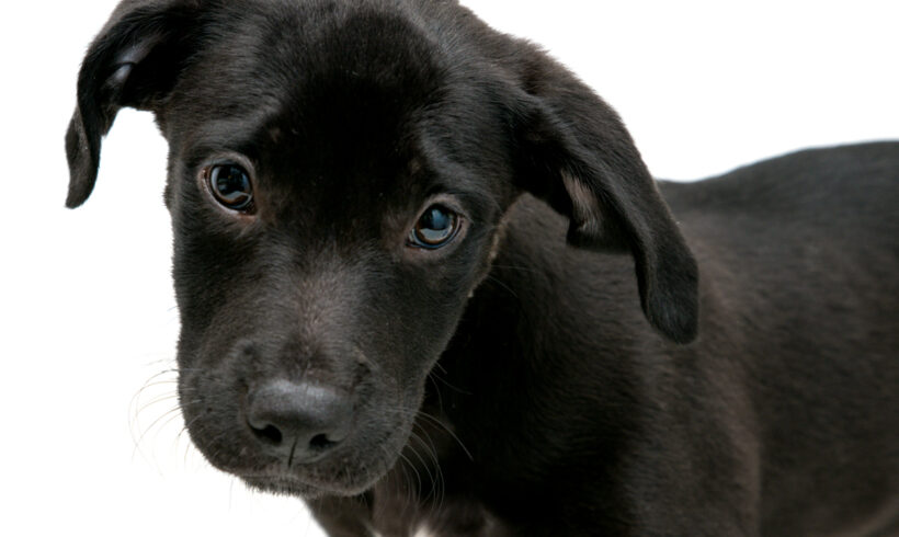 Micah-Adopted!