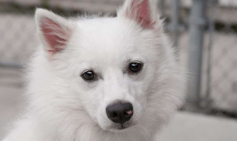 Milo-Adopted!