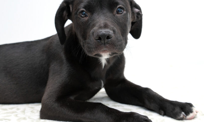 Monty-Adopted!
