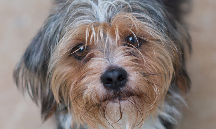 Otis-Adopted!