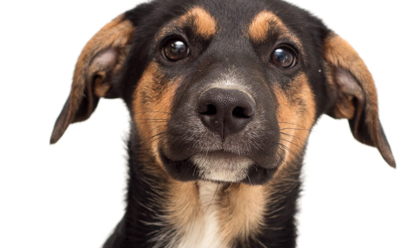 Paisley-Adopted!