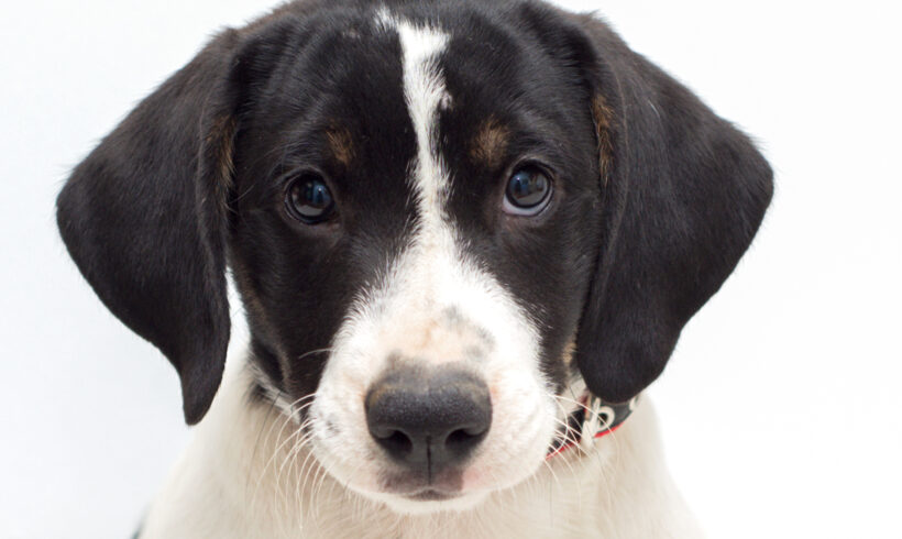 Payton-Adopted!