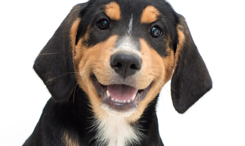 Petra-Adopted!