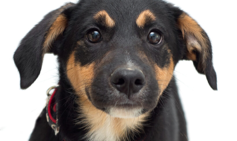 Polly-Adopted!